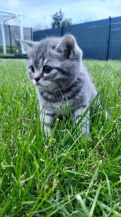 Bkh Kitten 2- weibchen und 1- männchen