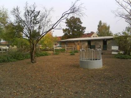 Offenstallplatz oder Box mit Paddock kleine gemischte Herde