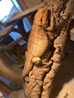 Terrarium mit viel Zubehör und 2 Bartagamen