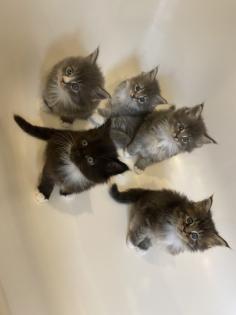 Bezaubernde Maine Coon Kitten