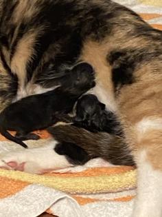 Trines Kitten suchen ein zu Hause