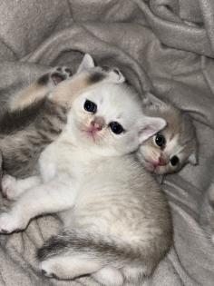 Britisch Kurzhaar Kitten