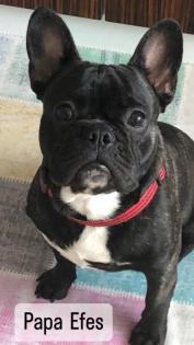Frei Atmende Französische Bulldogge Welpen