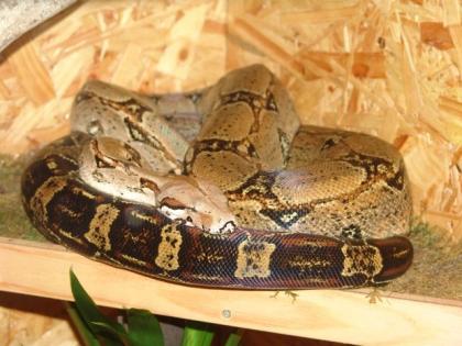 Boa Constrictor Constrictor mit Terrarium