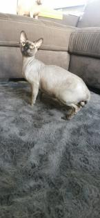 Sphinx Katze / sphynx kater