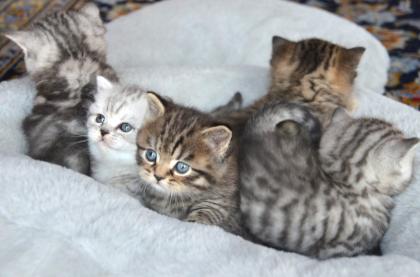 Wunderschöne reinrassige BKH Kitten Whiskas Tabby