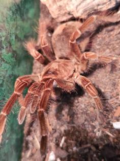 Theraphosa Stirmi Weibchen kl 8cm
