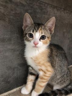 Katzenbabys Kitten Glückskatzen