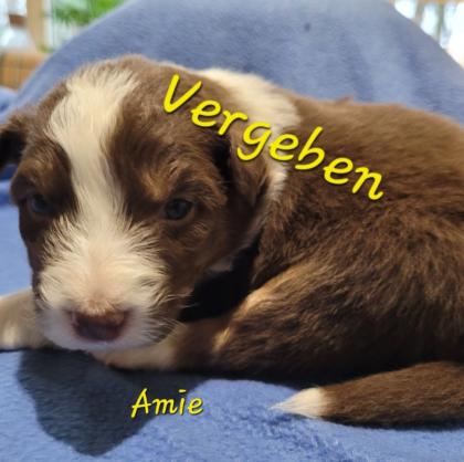 Reinrassige Australien Shepherd Welpen