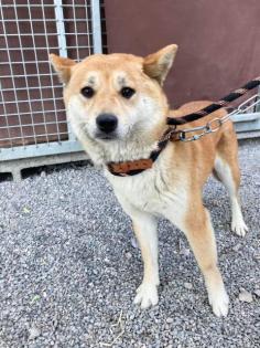 Shinigami - schüchtern lieb - Shiba Inu Mischling