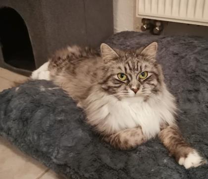 Neva masquarade Sibirische Waldkatze kitten