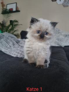 BLH/Ragdoll Kitten suchen ein liebevolles Zuhause