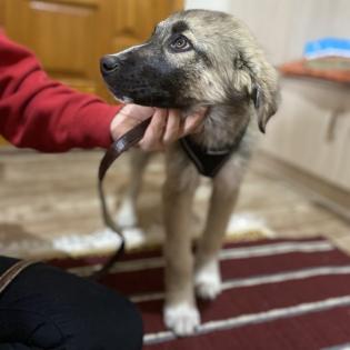 Kleon / Status sucht ein Zuhause