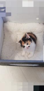 Bkh Kitten 2 Glückskatzen 3 farbig