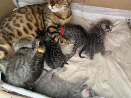 Bengal/BKH mix Kitten Erbkrankheitenfrei