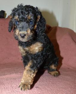 3 süße Kleinpudel Hündinnen Pudel in Brindle Black and Tan Fawn mit Weiß