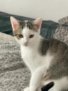 Babykatze 3 Monate alt abzugeben