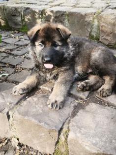 Deutsche Schäferhund Welpen