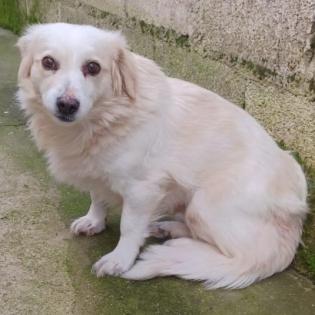 Suki / Status sucht ein Zuhause