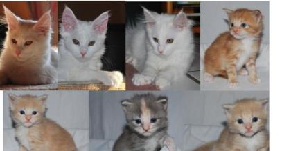 Zuckersüße Maine Coon Kitten -auch sanfte Riesen genannt- aus Hobbyzucht m P. ab