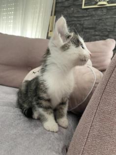Katzenbaby Weiblich