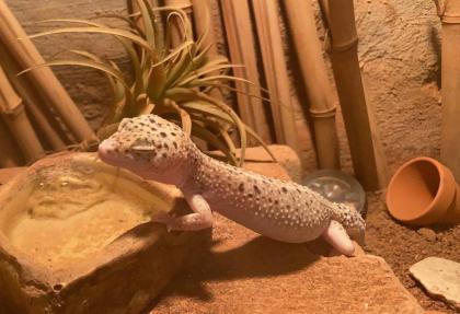 4 Leopardgeckos mit Terrarium