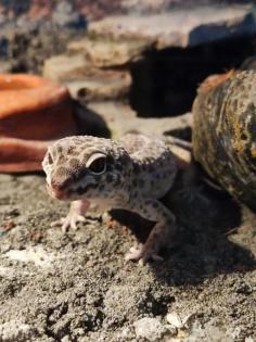 Leopardgecko mit Terrarium und Zubehör