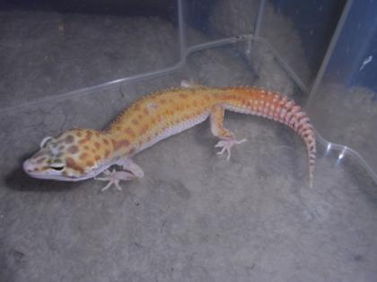 Leopardgeckos bei Hamburg