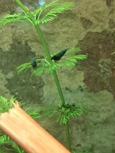 Neocaridina davidi Dark GreenJade Süßwasser Garnelen