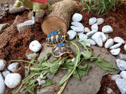 Griechische Landschildkröten THH und Tm weissingeri von 21 von Privat