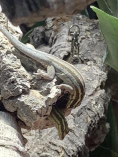 1 1 Streifenzwergtaggecko Lygodactylus kimhowelli