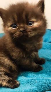 BKH und BLH Kitten suchen liebevolles Zuhause