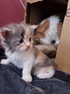 Reinrassige Maine Coon Kitten