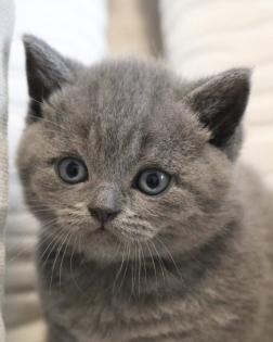 Wunderschöne BKH Kitten Farbe Blue Lilac