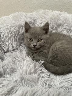BKH Kitten Britisch Kurzhaar Katzenbabys Kitten