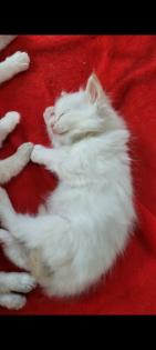 Ragdoll Kitten suchen ein zuhause