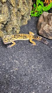 Geckos und Terrarium
