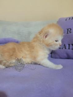 Wundervolle Maine Coon Kitten