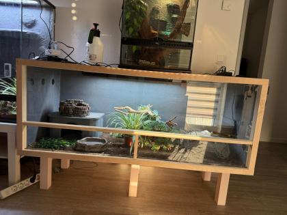 Königspython mit OSB Terrarium 150x60x60 mit Technik