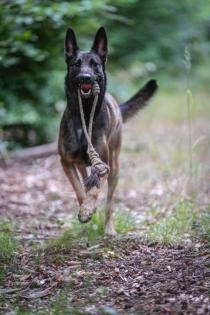 Malinois Welpen SoulGuideDogs X-Mechelaar