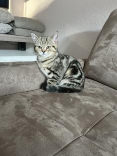 Zwei wunderschöne BKH Kitten Katzen