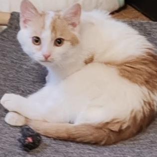 Fundkatze RISHI sucht ein Zuhsuse