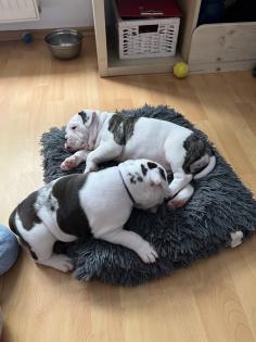 Old englisch Bulldog OEB Welpen zu verkaufen