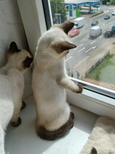 Siam /Thai Kitten Seal Point Babys Kätzchen. Abgabebereit.