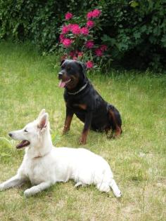 ROTTWEILER DECKRÜDE