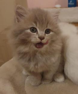 Edelmixkitten Katerchen