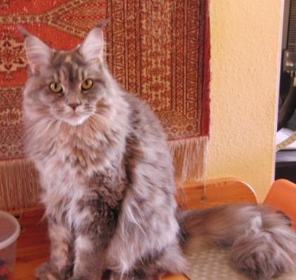Wunderschönes Maine Coon Mädchen kastriert abzugeben