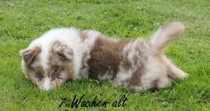 Reinrassiger Australian Shepherd Welpe red-merle weiblich