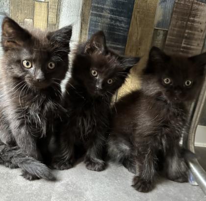 Maine Coon Alter-Moderator Typ mix