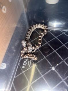 Kornnatter Pantheropis Guttatus NZ 07 25